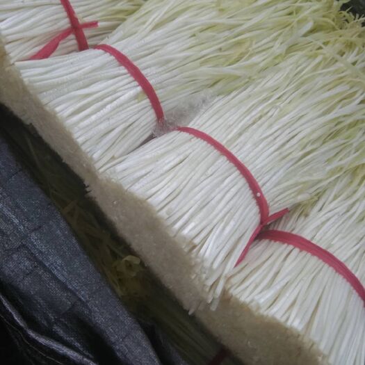  韭黄九黄广东韭黄精品