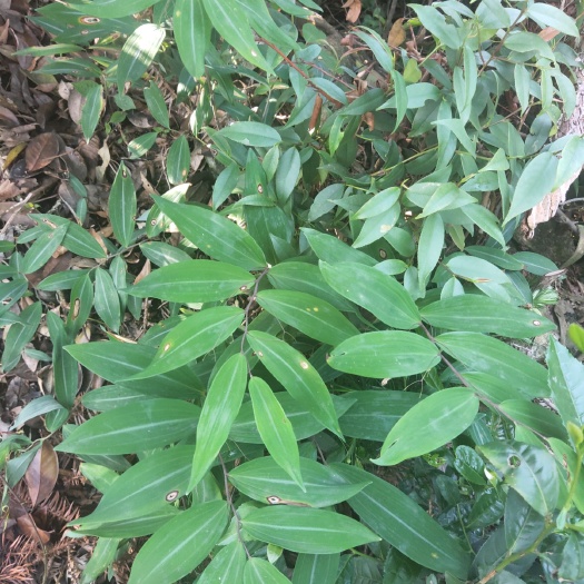缙云县姜形黄精 块
