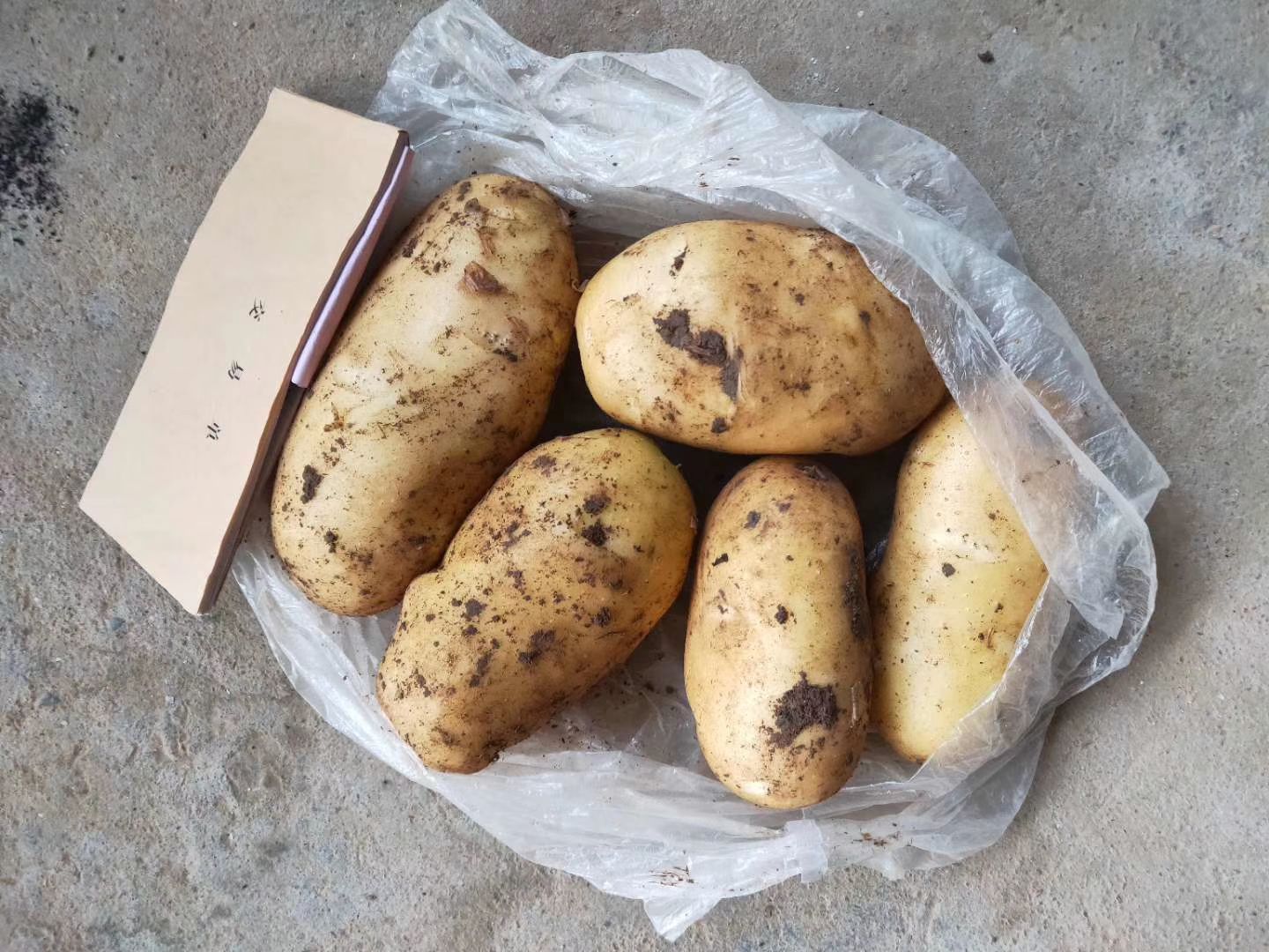  荷兰十五土豆产地直销，价格便宜