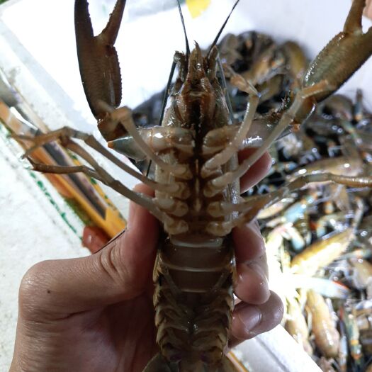 钦州 澳洲淡水小龙虾苗