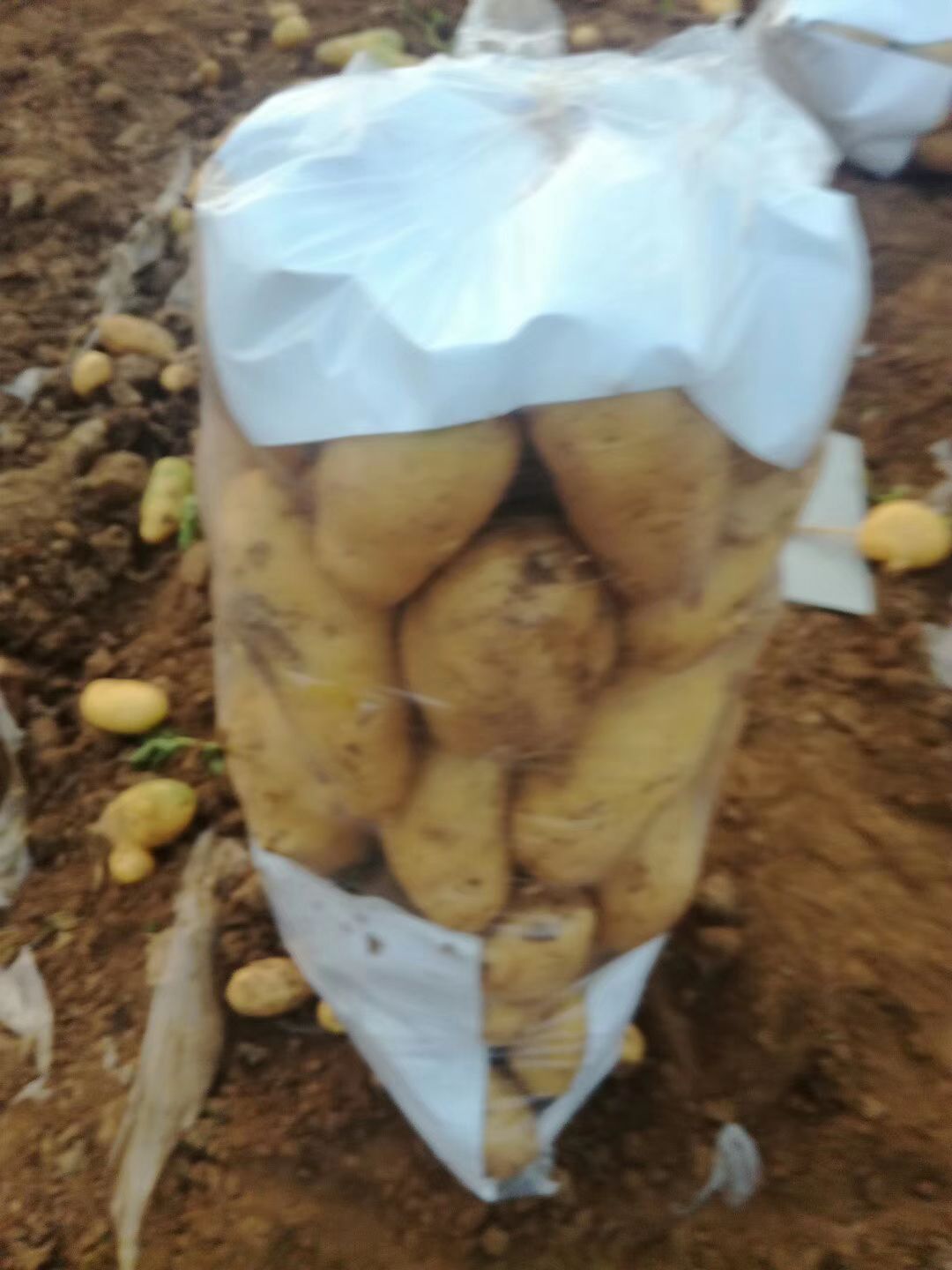  荷兰十五土豆产地直销，价格便宜