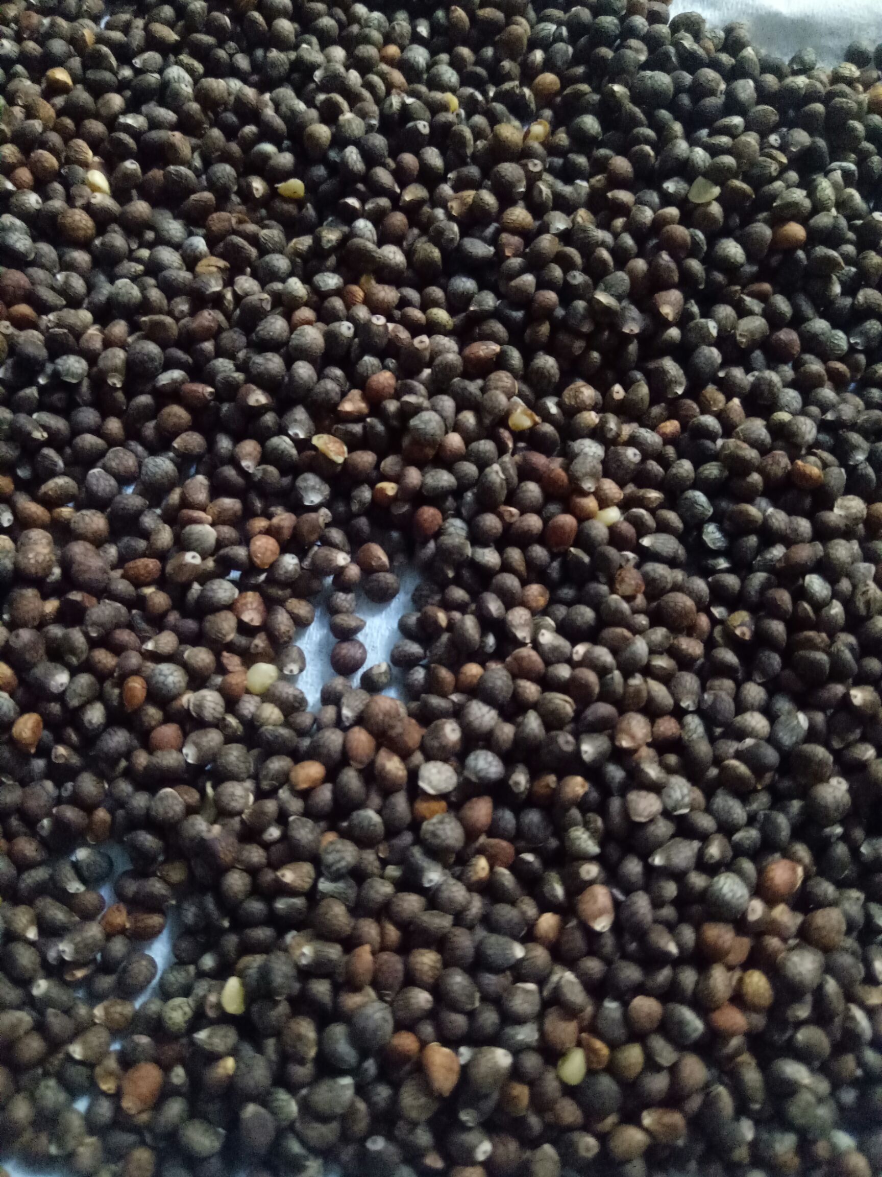 苏子苏麻榨油出油率40%左右含量高喂鸟做食品大量批发