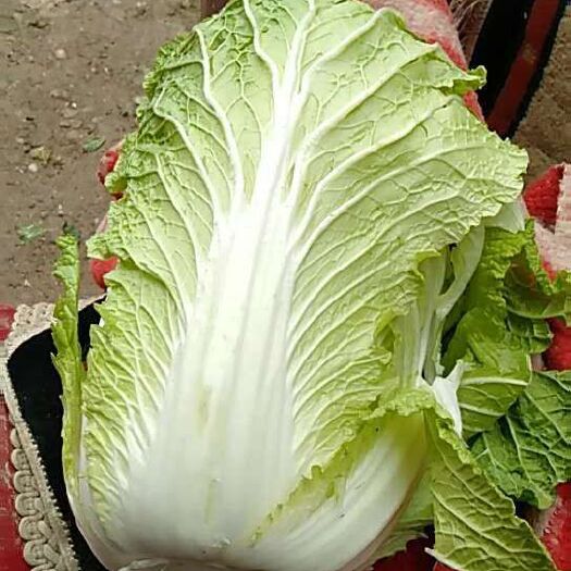 临洮县黄心大白菜 3~6斤 毛菜