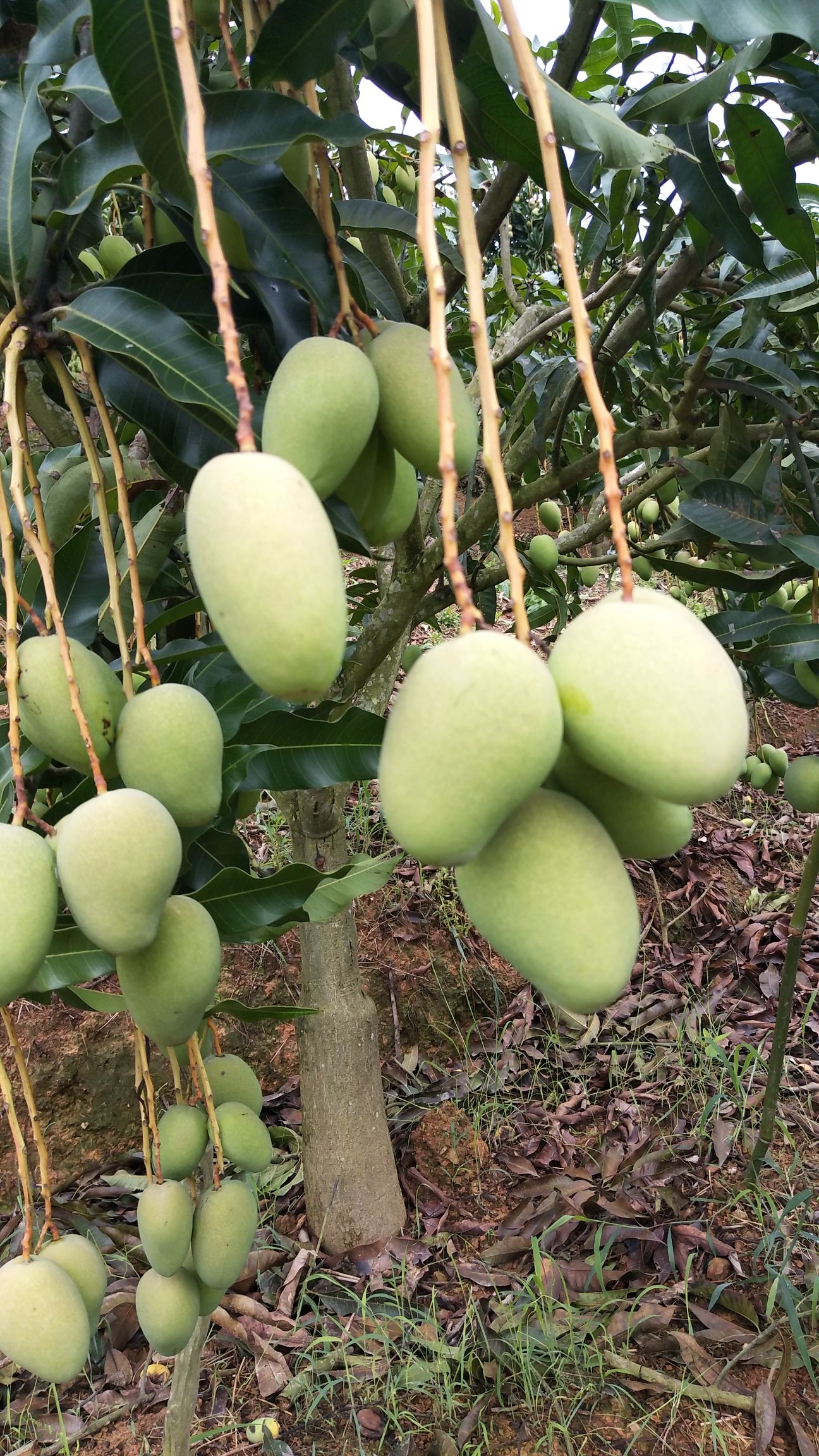 一级芒果靓又香甜