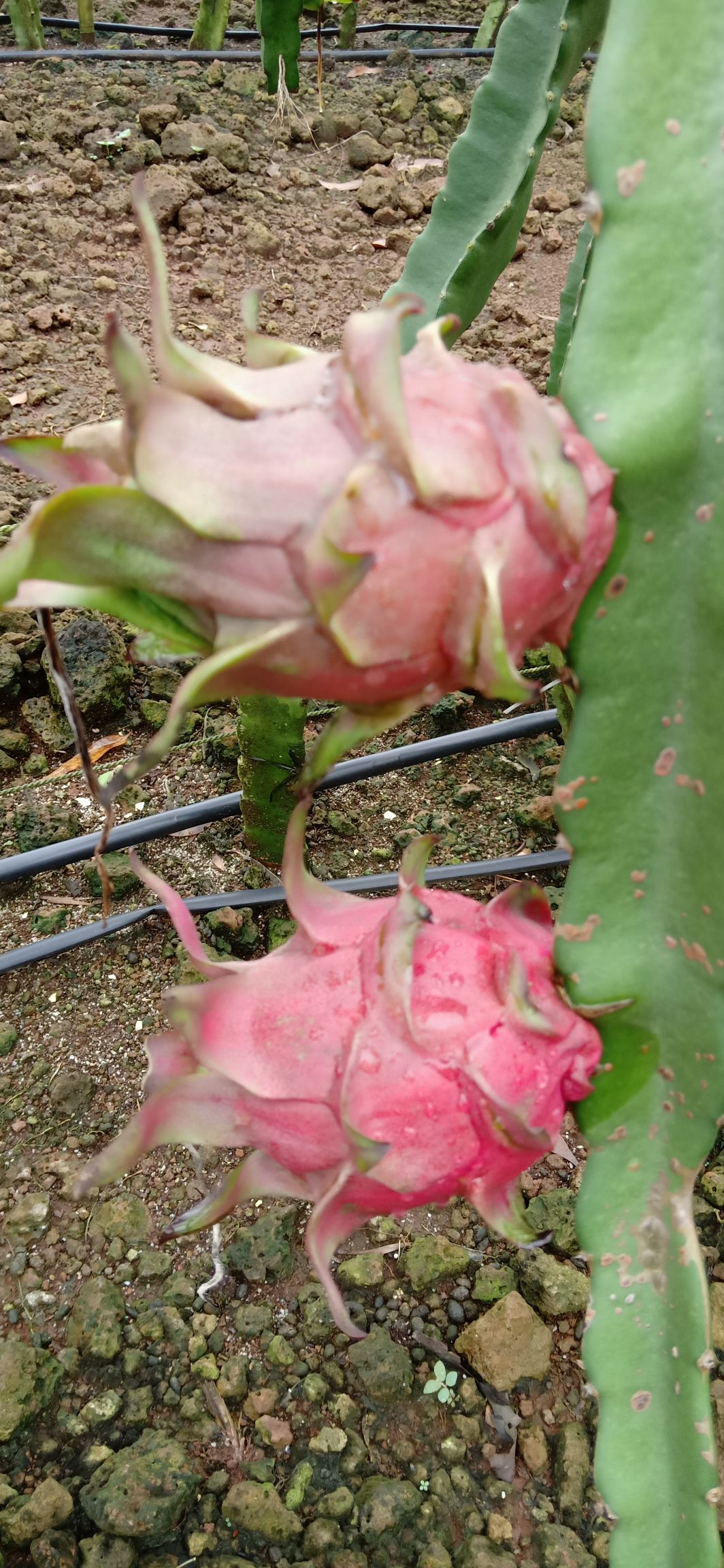  火龙果批发零售