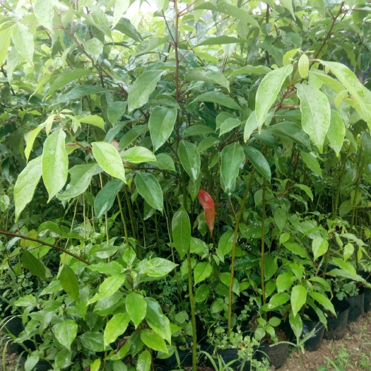 普宁市樟树苗 中杯香樟苗