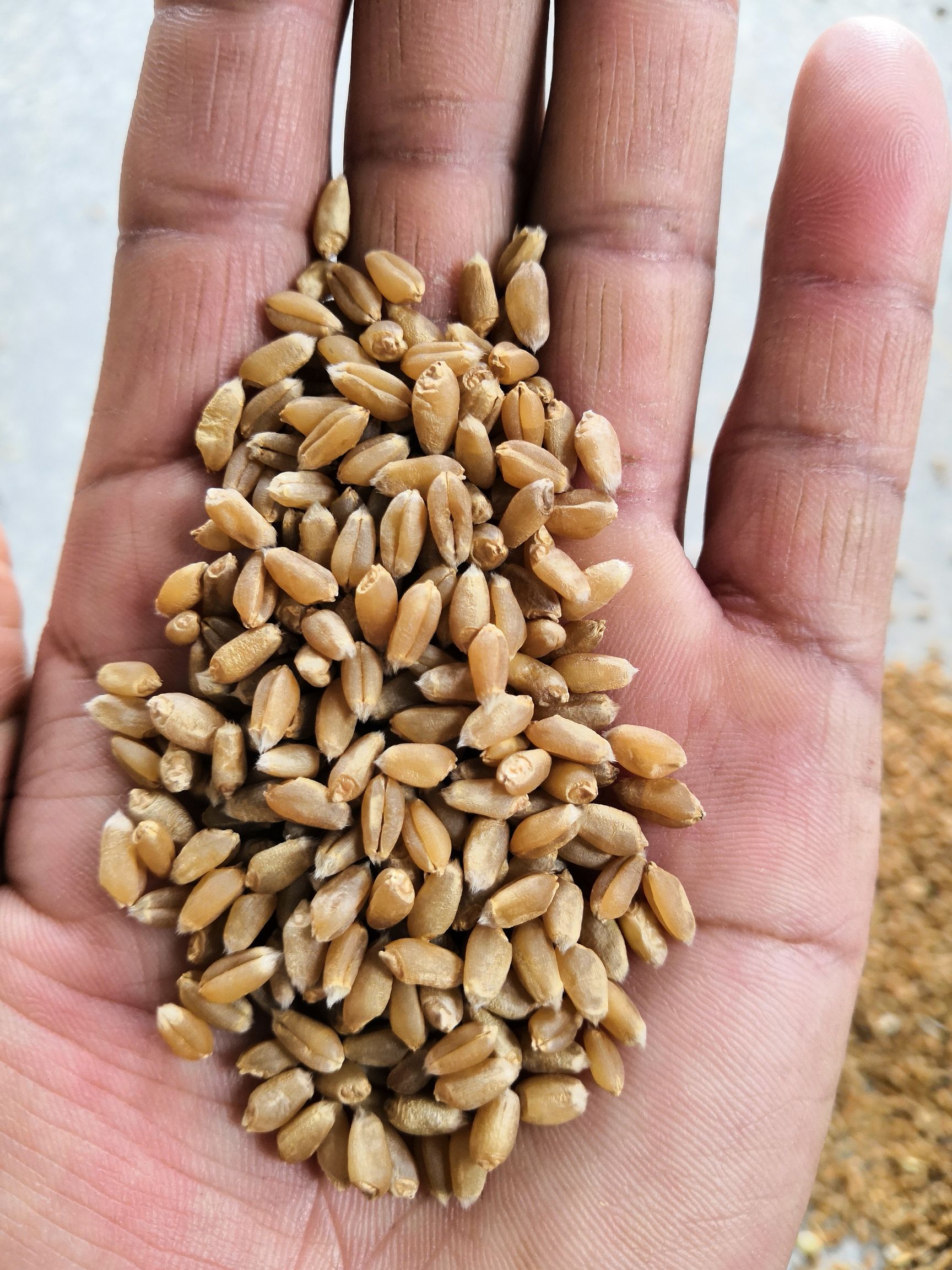 西农979小麦品种简介图片