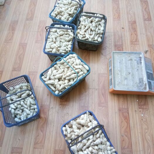 大通县鸡腿菇 人工种植 鲜货