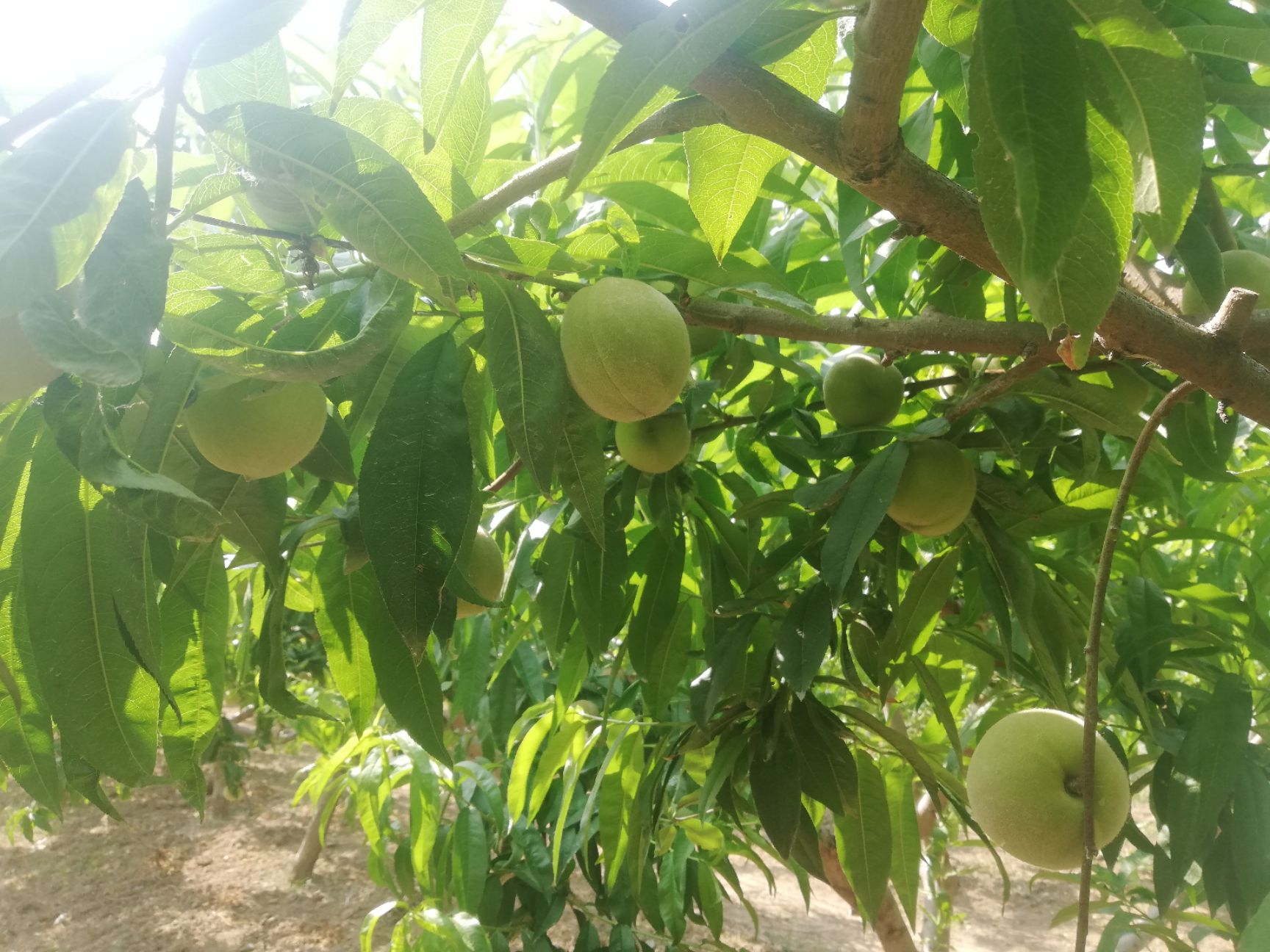 水蜜桃 大量突围白桃 6.15成熟上市。欢迎大家前来洽谈采购。