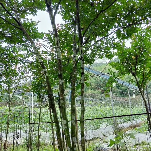 顺昌县 5分支4年定植丛生美国紫薇红火球