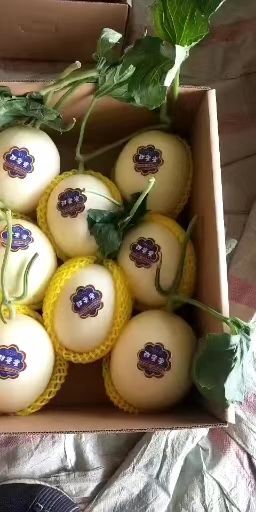 莘县千禧圣女果 网纹，亚洲密，东方密，玉菇，一件代发