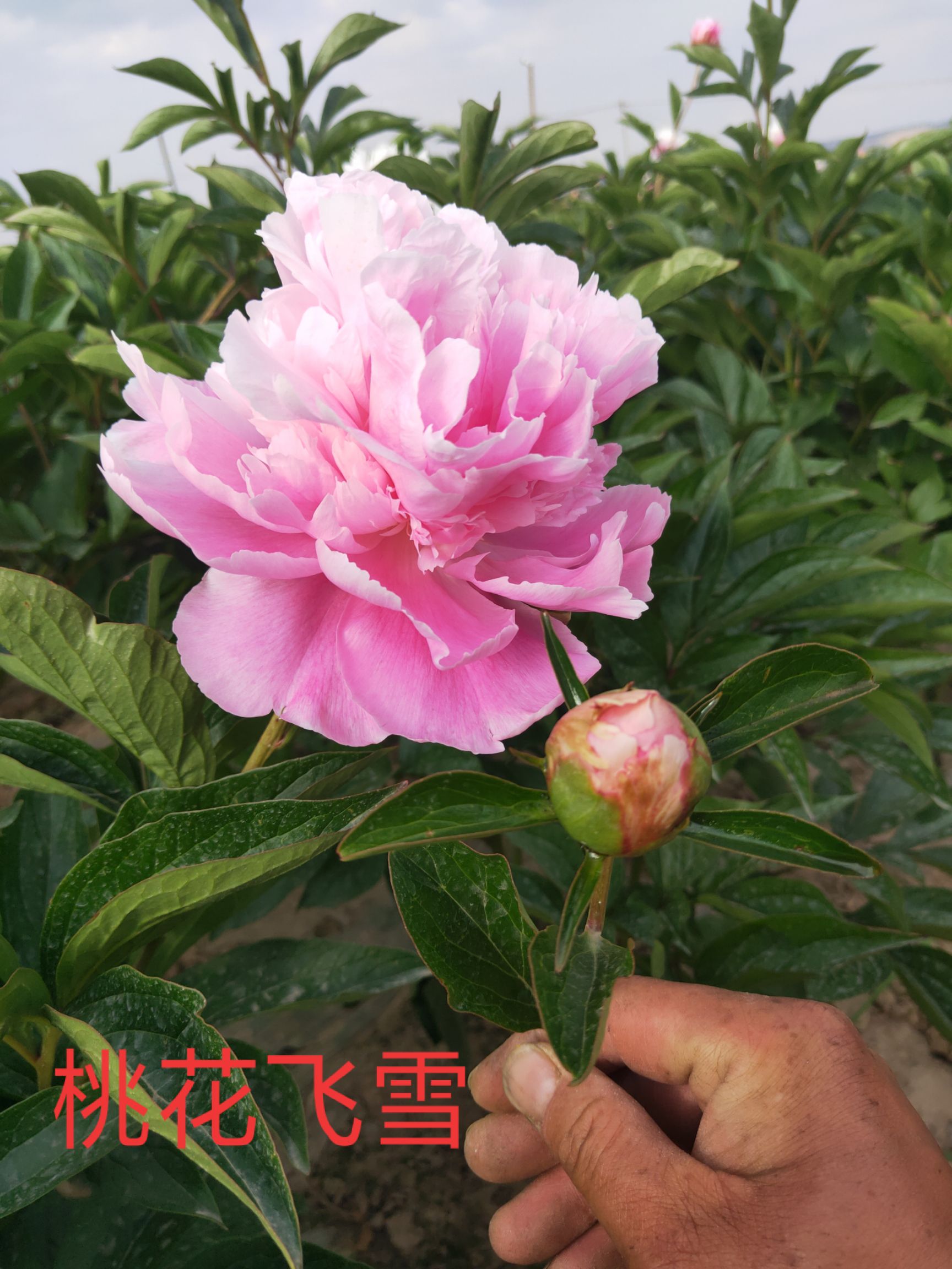  甘肅芍藥切花品種秋季種苗供應(yīng)品種