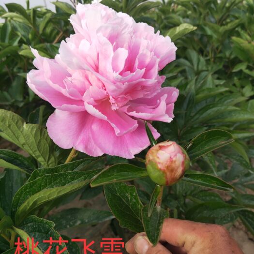 临洮县 甘肃芍药切花品种秋季种苗供应品种