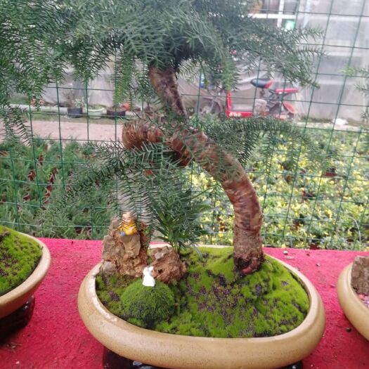 临沂澳洲杉盆景
