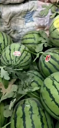  西瓜有京欣，8424.黑无籽，龙卷风皮毛靓，口感甜，