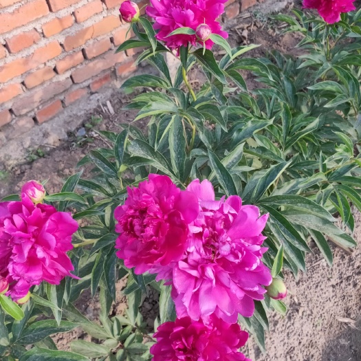 开原市 盛世牡丹芍药花