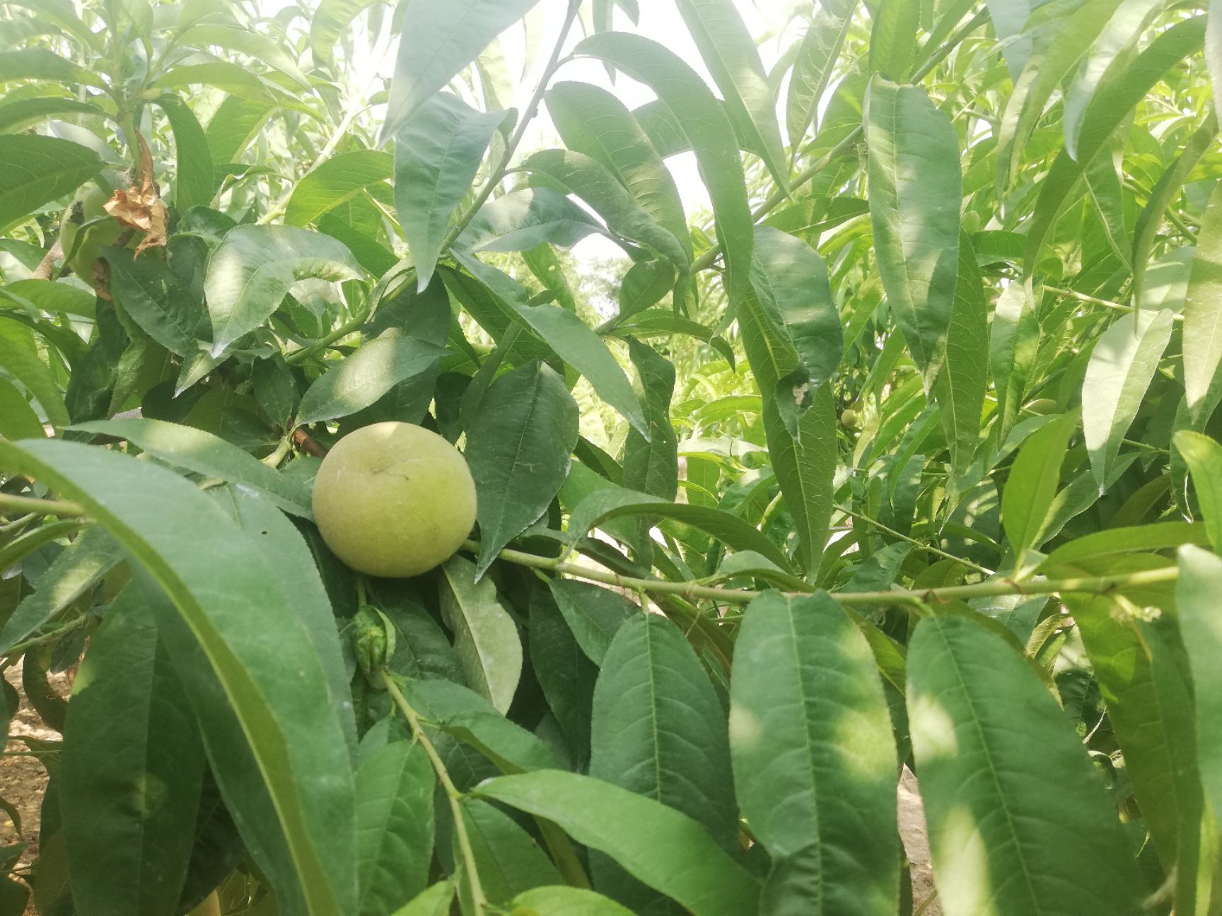 水蜜桃 大量突围白桃 6.15成熟上市。欢迎大家前来洽谈采购。