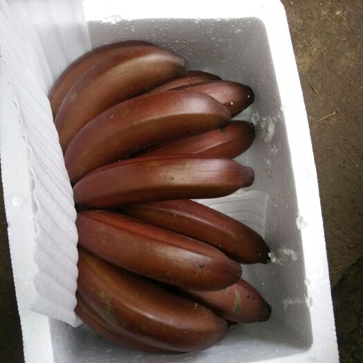 南宁青州美人蕉 2~4cm 1~2米