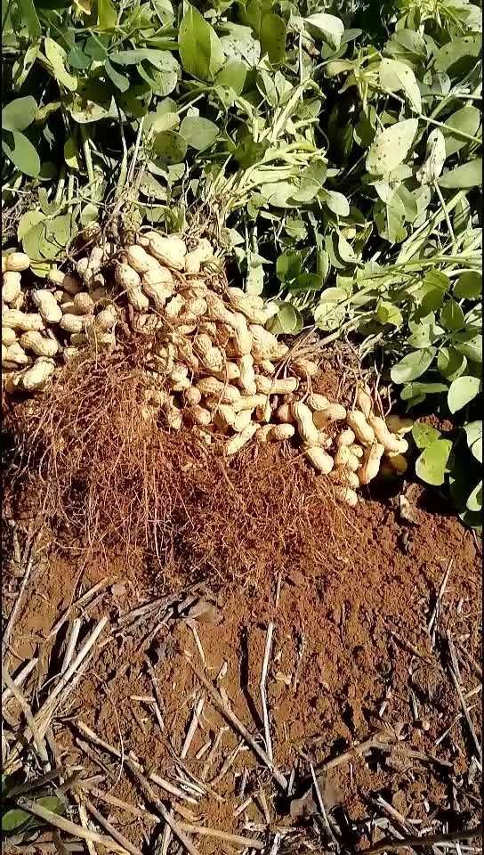 天府花生 花生米 干货