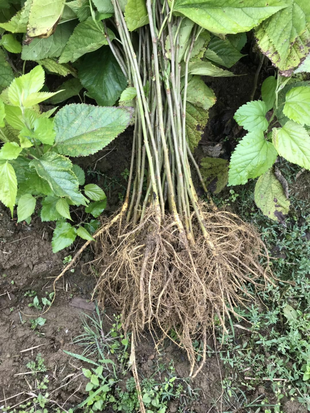 蛋白桑苗蛋白桑树苗大叶桑12号大叶桑62号大叶桑6号