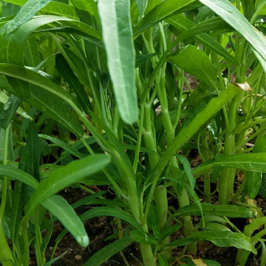  白梗空心菜