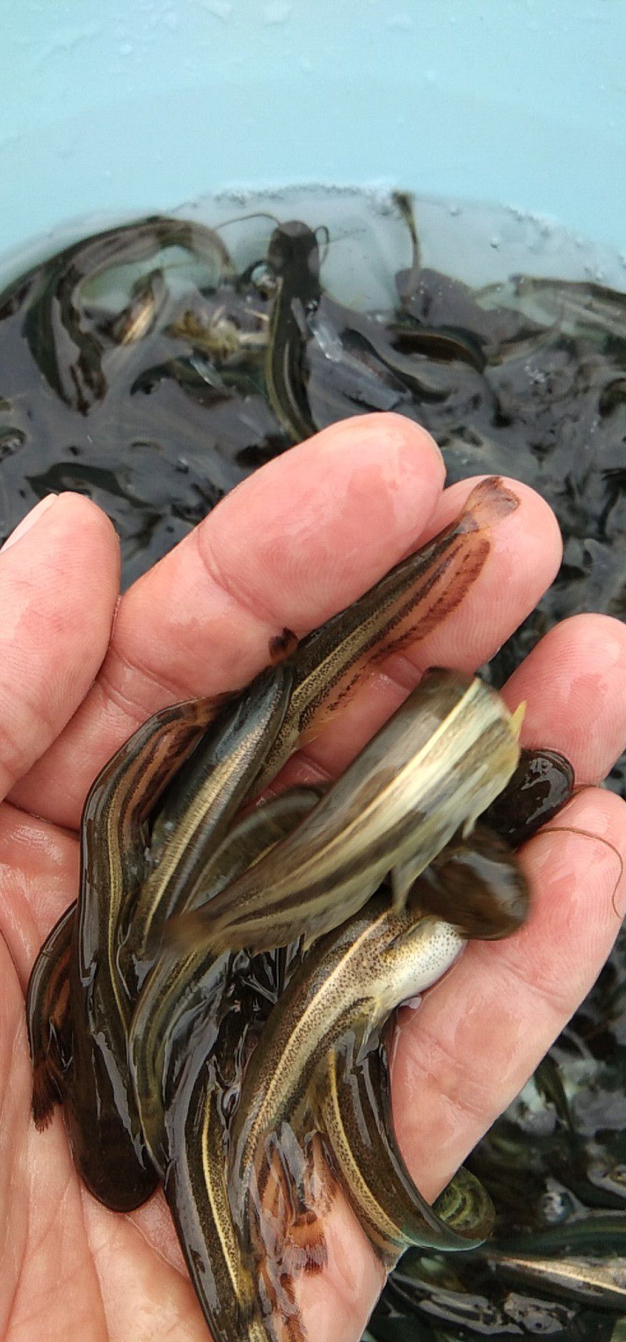 池塘草鱼 抗病毒生长快，各种规格，质量保证