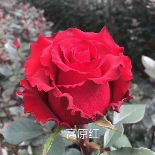月季苗批发云南优质月季苗 呈贡直发货鲜花基地种植