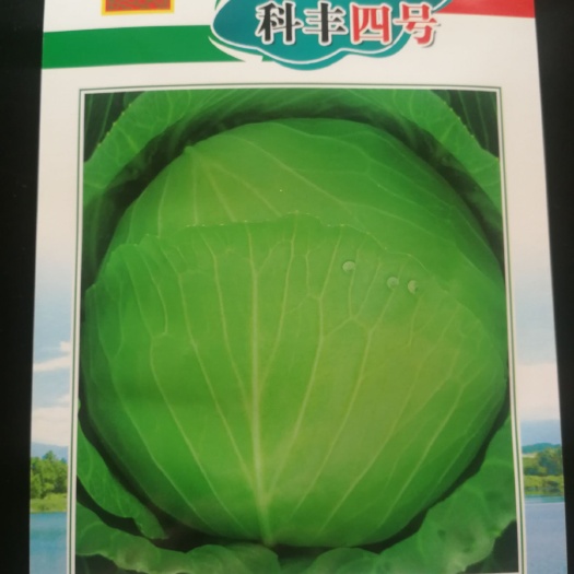 绵阳绿甘蓝种子 杂交甘蓝种子（科丰四号）