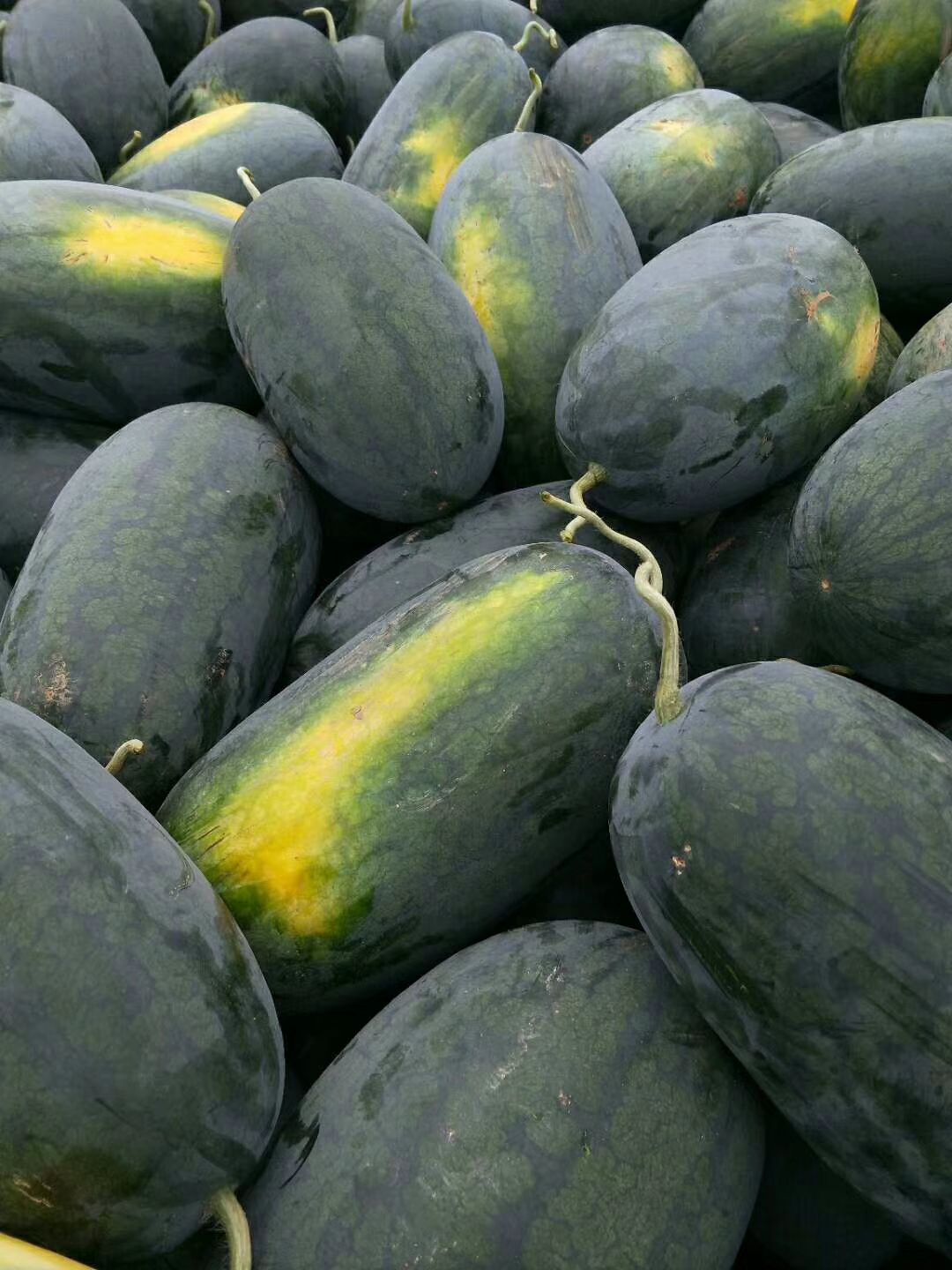 黑美人西瓜 6斤打底 8成熟 1茬 有籽