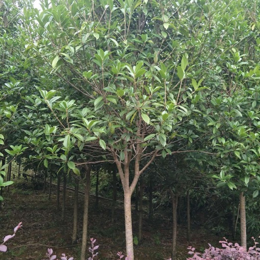 咸宁湖北咸宁桂花树苗
产地直销