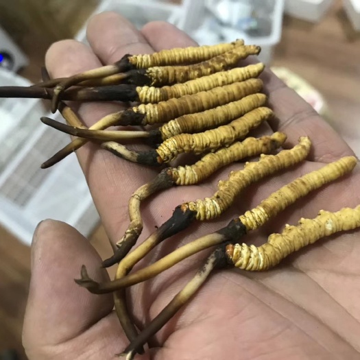 拉萨 西藏冬虫夏草优惠草1.0/50，0.9/42，颜色特别漂亮