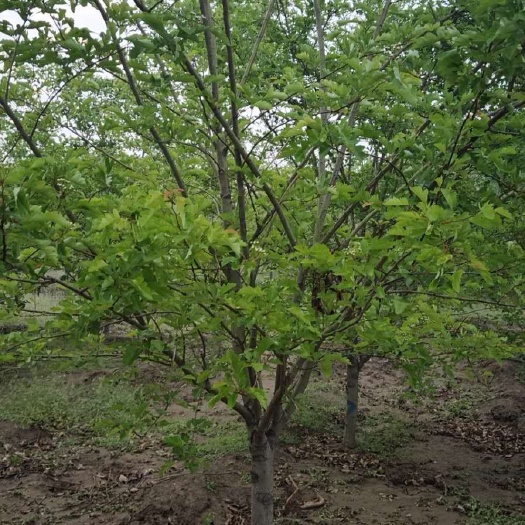  山楂 山楂树 山楂树苗