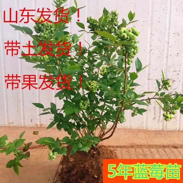 兔眼蓝莓苗 蓝莓盆栽苗