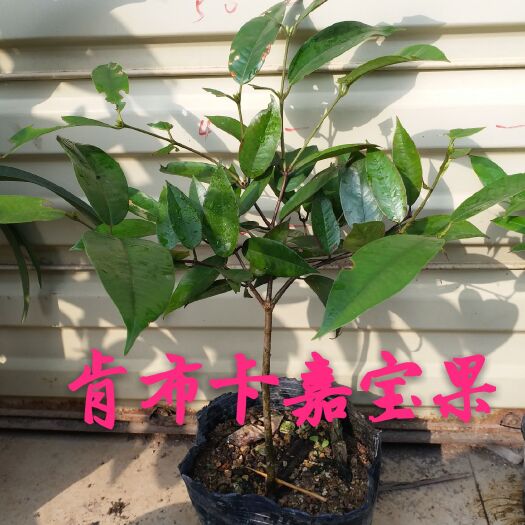柳州树葡萄苗 肯布卡嘉宝果实生苗 两年