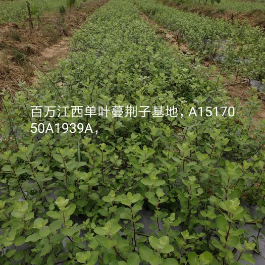 樟树市蔓荆子苗