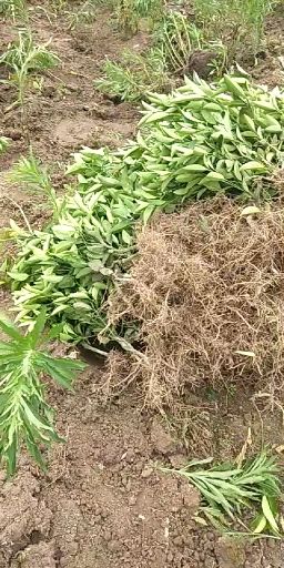 橙树苗  夏橙，易挂果，产量高，易管理