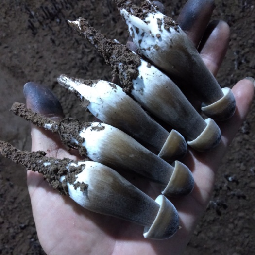 成武县 鸡枞菌