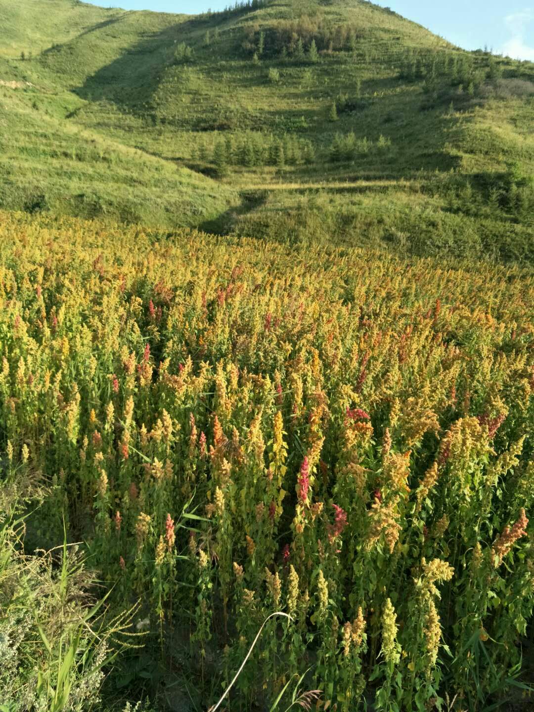  六盘山纯绿色无公害的优质藜麦