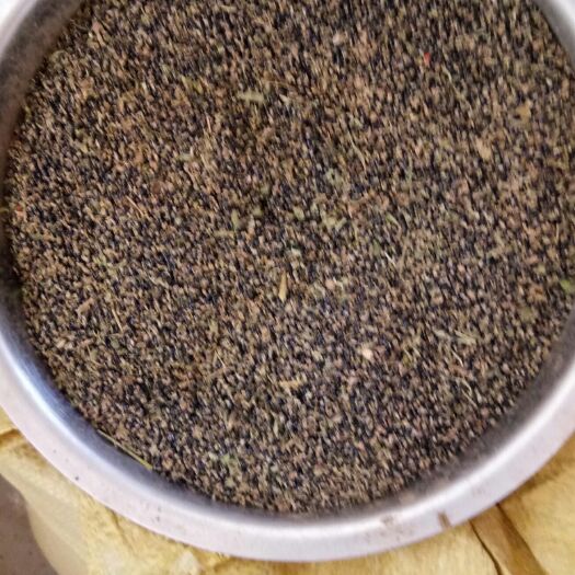 阜城县苦地丁 自己家今年产新地丁籽，干净，包出，有要的客商联系