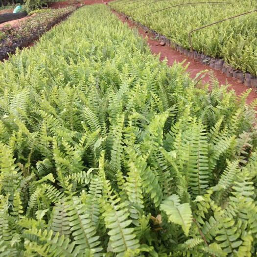 海口蜈蚣草 20到30肾厥