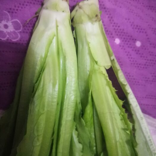 北京 油麦菜