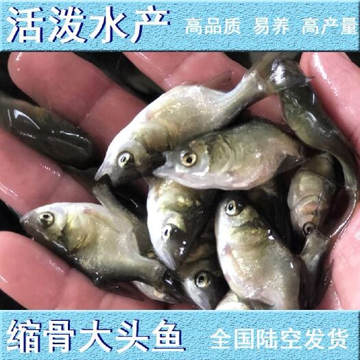佛山 优惠优质 缩骨仙大头鱼苗  缩骨鳙鱼苗 缩骨花鲢鱼苗活体