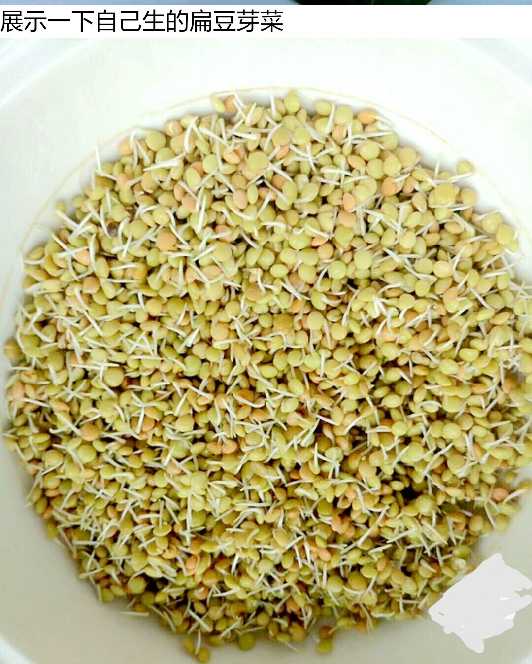 扁豆芽有机扁豆芽 量大免费代发货