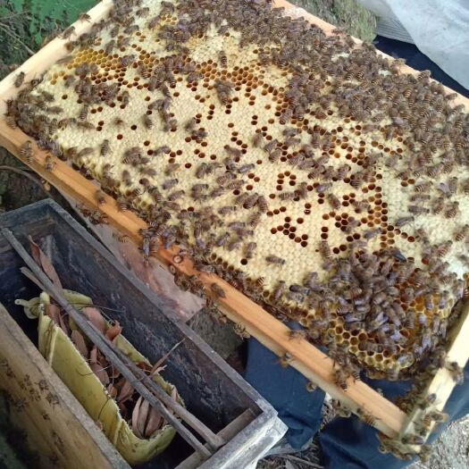 南宁 带箱带子脾蜂群活体蜜蜂活体中蜂中华蜜蜂蜂群蜂种蜂王
