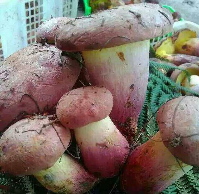 [见手青批发] 见手青价格200元\/斤 5斤起批