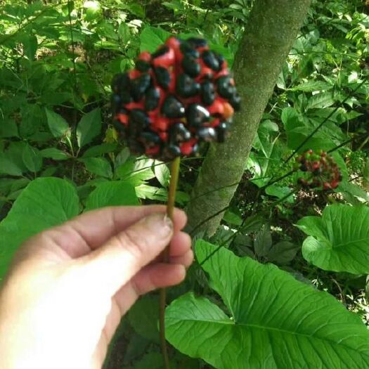 宜昌竹节参种子 竹节参白三七种苗，竹节参白三七基地