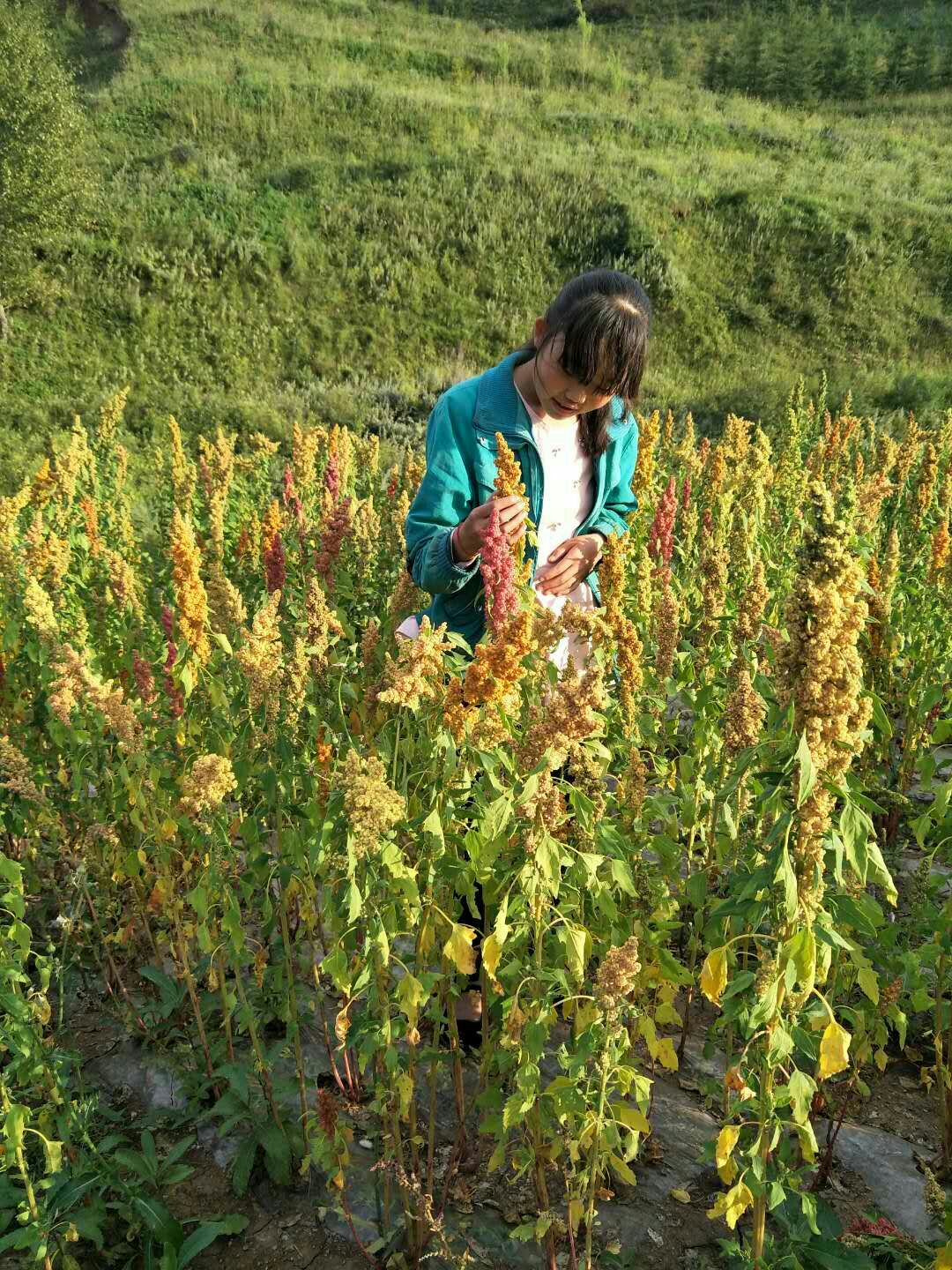  六盘山纯绿色无公害的优质藜麦