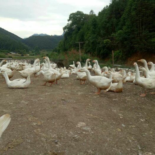 南平 大三花鹅