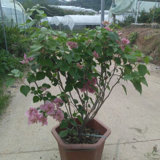 漳州重瓣粉三角梅 重瓣宫粉：花期一次可达3至4个月，易管理，好生长等特点