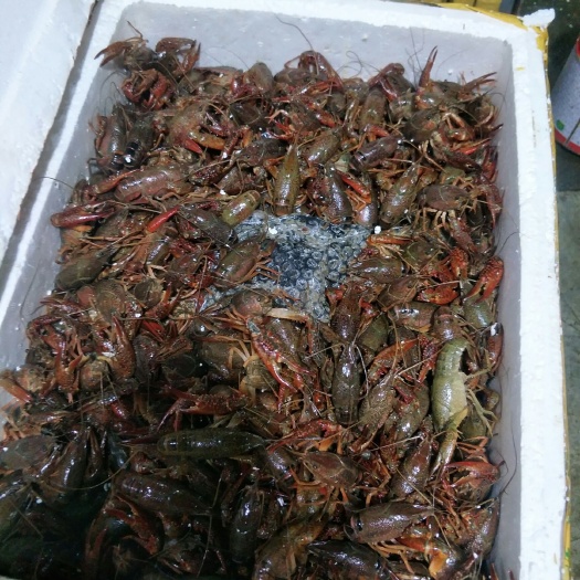 杭州青壳小龙虾 4-6钱 人工养殖